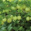 Angrešt bílý 'Invicta' - Stromkový - kontejner 5 l, v. kmínku 60 cm-BIO!