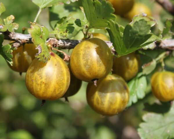 Angrešt žlutý ´Lady Sun´ Ribes uva–crispa, 30–40 RP 2 L