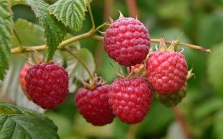Rubus ideaus ´Tulameen´ červená malina, C2,0L – velkoplodá - b016829 Himbeere Tulameen 0