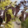 Betula pendula 'Purpurea' - Kontejner 3 l, v. 125-150 cm