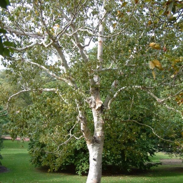 Betula pendula 'Spider Alley'