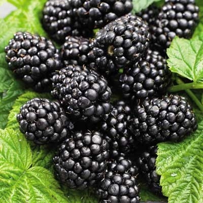 Rubus frut. 'Black Satin' - black satin thornless blackberry