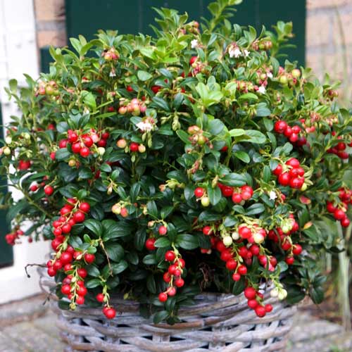 Vaccinium vitis–idaea 'Miss Cherry'