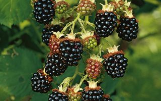 Rubus frut. ´Chester Thornless´ Ostružiník beztrnný, C 2,0 L - brombeere chester thornless 85859 01 1