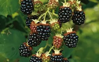 Rubus frut. ´Chester Thornless´ Ostružiník beztrnný, C 2,0 L - brombeere chester thornless 85859 01 1