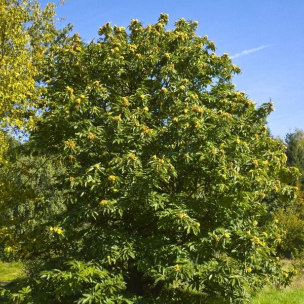 Castanea sativa