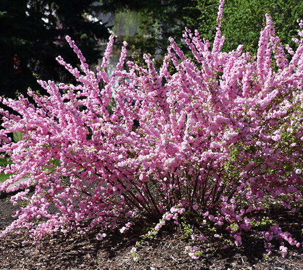 Prunus triloba KM120 K10, 2letá korunka