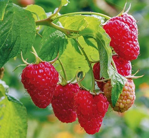 Rubus idaeus 'Heritage' – remontantní, červená malina - eetbare tuin edible garden rubus idaeus heritage r