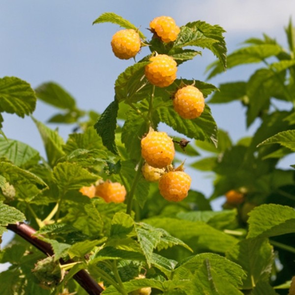 Rubus idaeus ´Golden Everest´ žlutá malina, remontantní, C2,0 L - framboisier jaune golden everest variété remontante plant