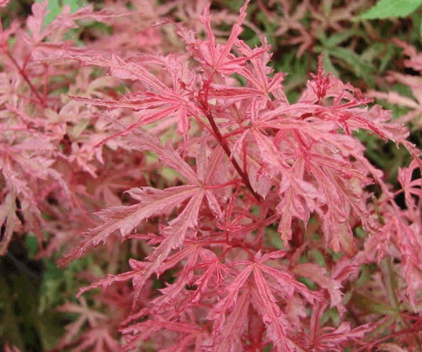 Acer palm. 'Beni Komachi' 30–40 cm