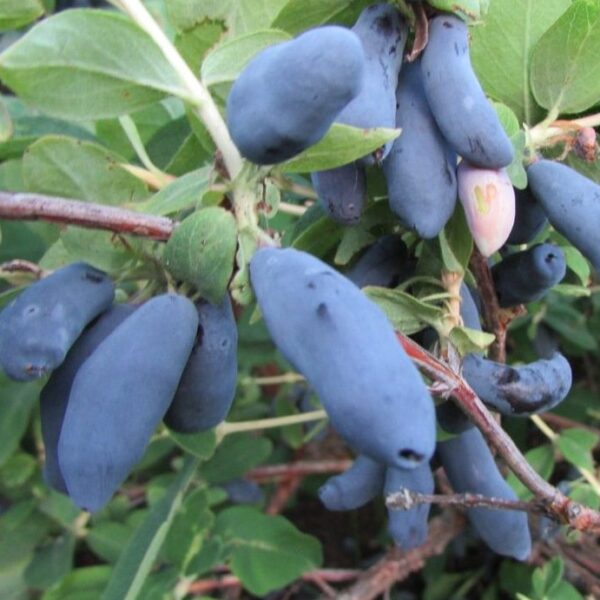 Lonicera kamtschatica ´Bakczarskij Velikan´ Zimolez kamčatský ( borůvka ) , RP2L,30–40