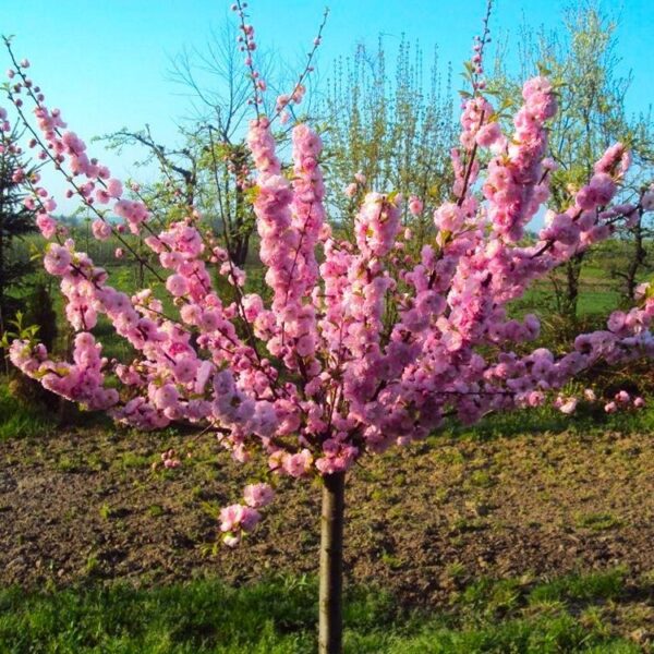 Prunus triloba 100KM