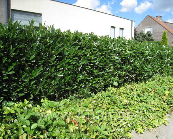 Prunus laurocerasus 'Otto Luyken'
