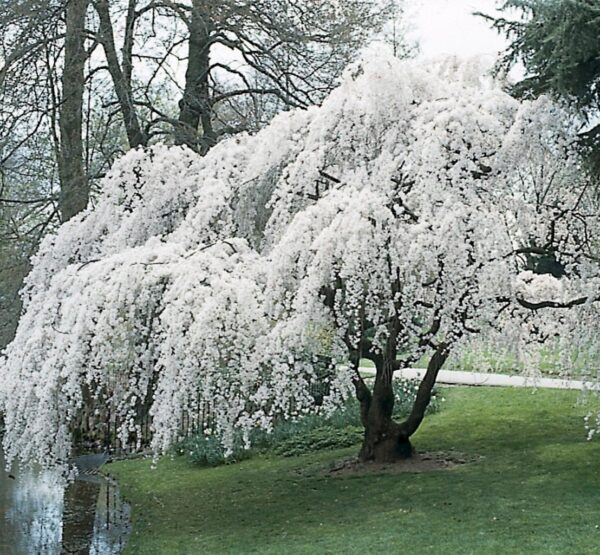 Prunus subh. Pendula 150KM - prunus subhirtella pendula 1