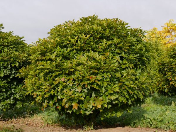 Quercus palustris Green Dwarf–120KM - quercus palustris green dwarf 1