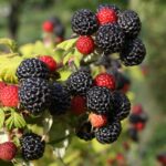 Rubus occidentalis  'Black Jewel'
