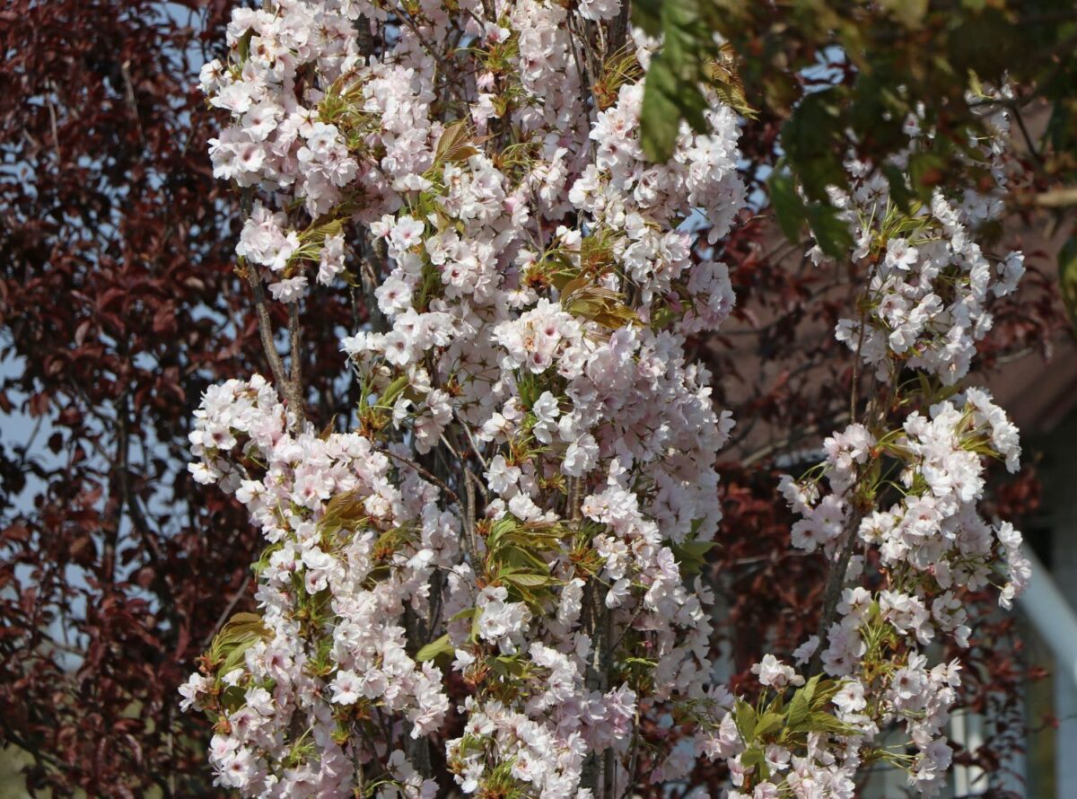 Prunus serrulata 'Amanogawa' - Image 2