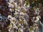 Prunus serrulata 'Amanogawa' - Image 2