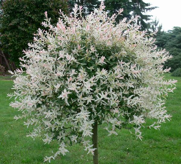Salix integra Pendula KM80 K5