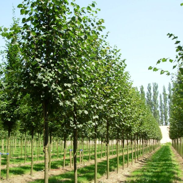 Tilia cordata 'Greenspire'