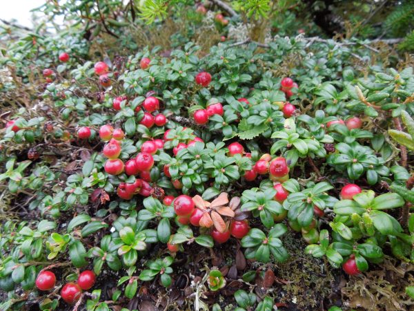 Vaccinium vitis–idaea - vaccin idaea