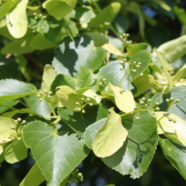 Tilia cordata 'Rancho' 175–200