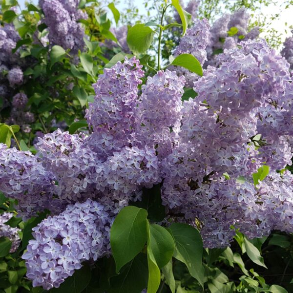 Syringa vulg. 'Katherine Havemeyer' 60–80 cm - 0002113