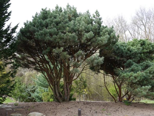 Pinus sylvestris 'Beuvronensis' 40–60 cm - 020159