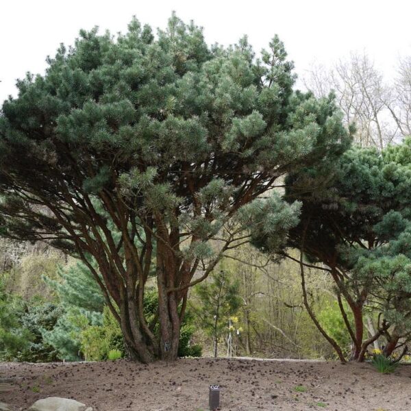 Pinus sylvestris 'Beuvronensis' 40–60 cm