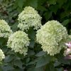 Hydrangea paniculata ´Little Lime®´ - Kontejner 2 l, v. 20-30 cm
