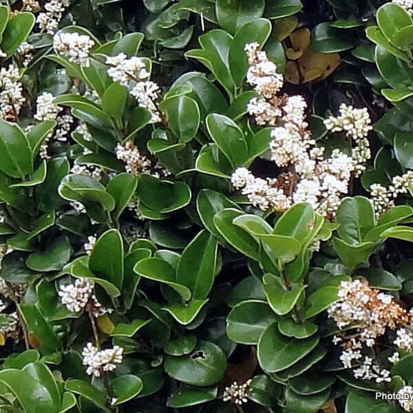 Ligustrum jap. ´Rotundifolium´ 25–30 K2