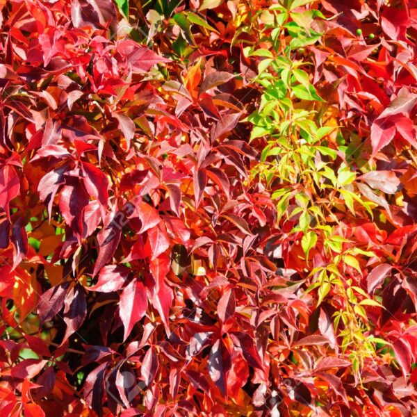 Parthenocissus quinq. 'Engelmannii' 40 cm, vyvazov