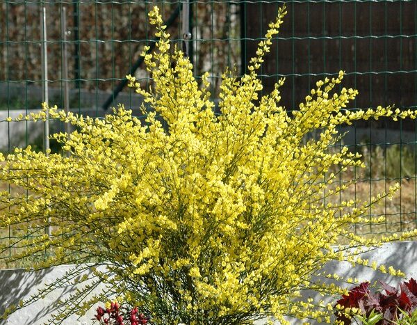 Cytisus 'Golden Sunlight' 60 KM
