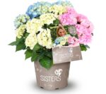 Hydrangea macrophylla HR Three Sisters' – P 25 / C7L - Image 2