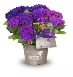 Hydrangea macrophylla HR Three Sisters' – P 25 / C7L - Image 4