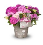 Hydrangea macrophylla HR Three Sisters' – P 25 / C7L - Image 5