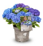 Hydrangea macrophylla HR Three Sisters' – P 25 / C7L - Image 3