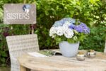 Hydrangea macrophylla HR Three Sisters' – P 25 / C7L - Image 6