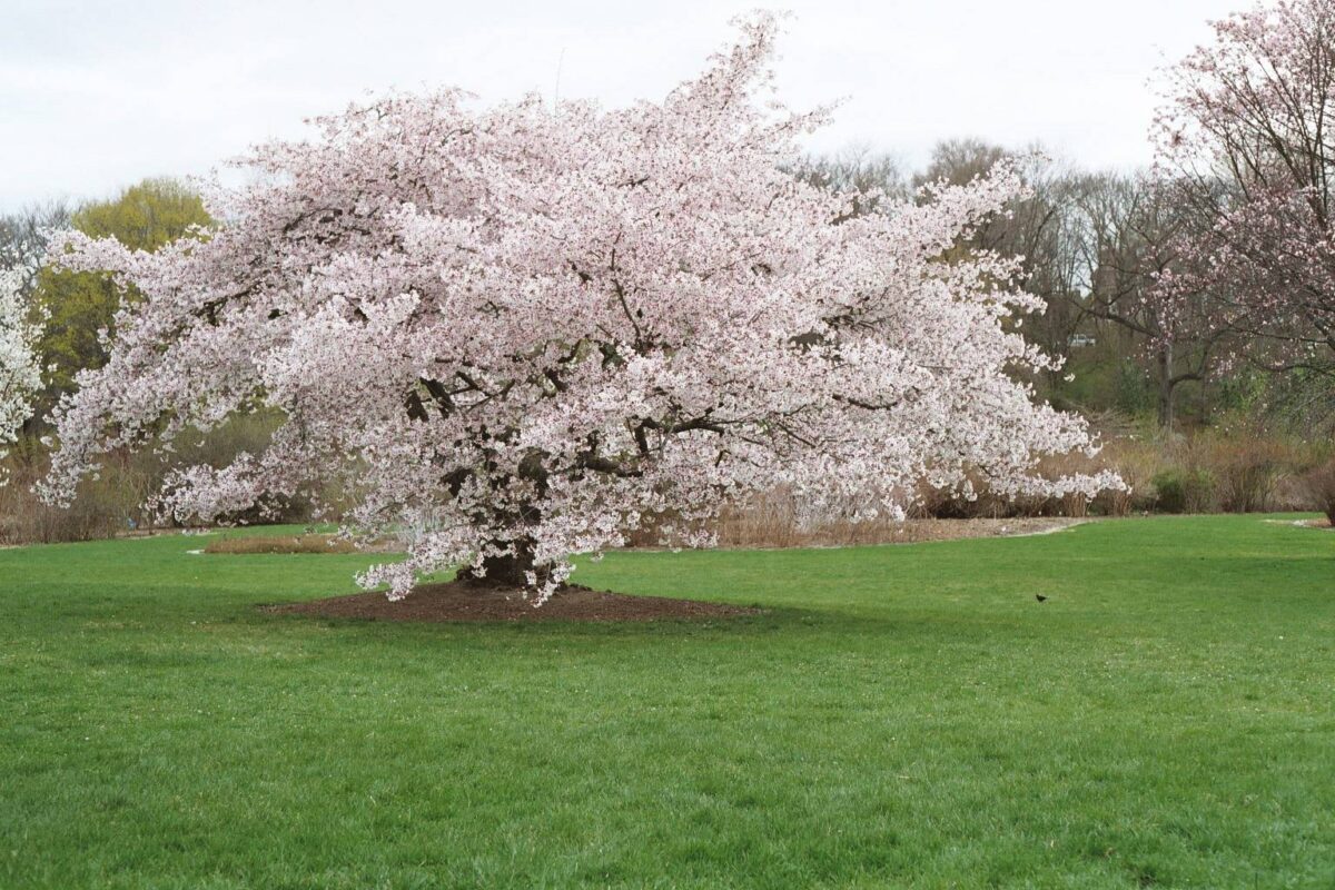 Prunus 'Hally Jolivette' 120 KM - Image 1