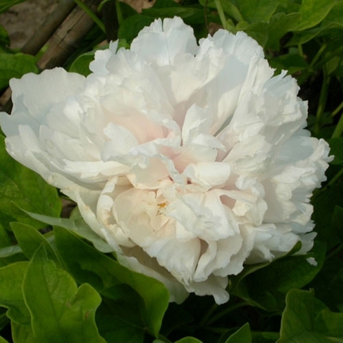 Paeonia suffruticosa 'Xue Ta'
