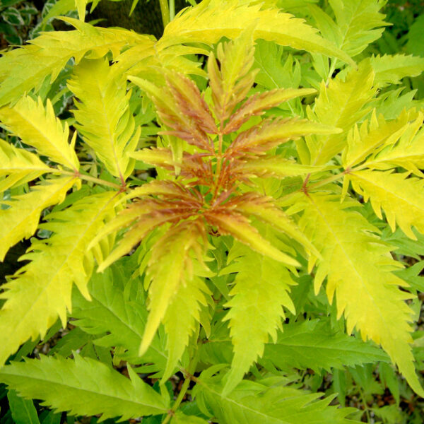 Sambucus racemosa 'Plumosa Aurea' 40–50 cm