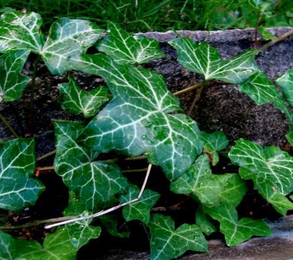 HEDERA HELIX BŘEČŤAN POPÍNAVÝ, ´Golden Kolibri´ 40