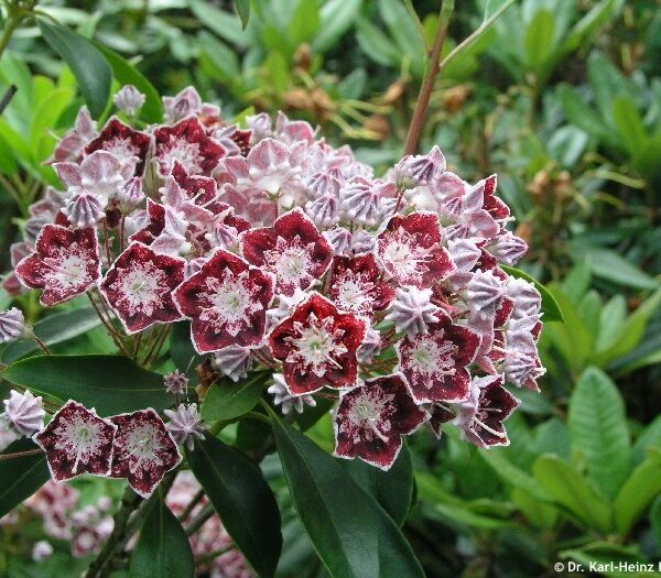 Kalmia lat. ´Sterntaler´ 20–25 K3,5