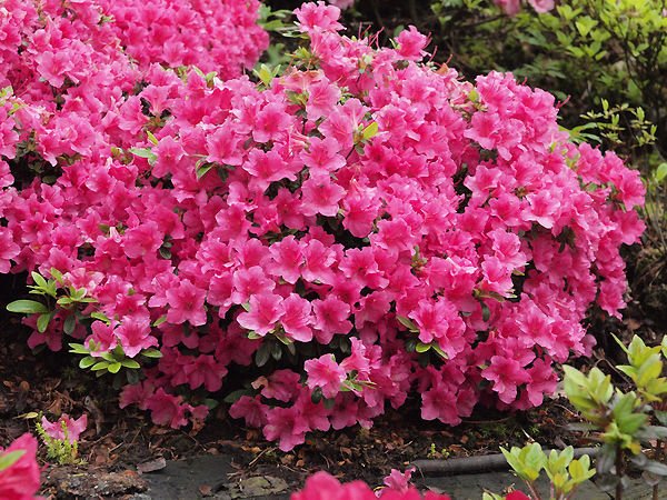Azalea (J) 'Michiko'20–30 cm