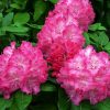 Rhododendron 'Germania' - C10L-v. 40-50 CM