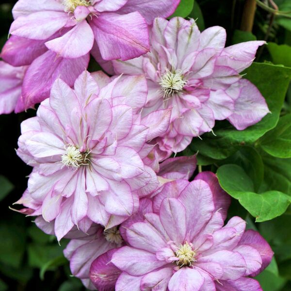Clematis ´Innocent Glance´® 40, RK2
