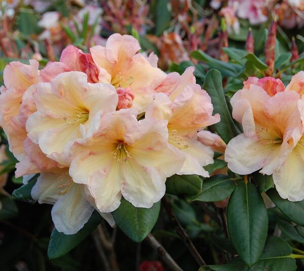 Rhododendron 'Horizon Monarch' 30–40 cm