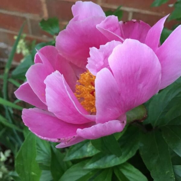 Paeonia lact. 'Nymphe'
