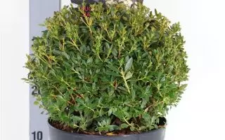 Rhododendron micranthum ´Bloombux´ ® P23, koule průměr 25–30 CM - 64078 RHBLOOMB VBL2530P23 1 1