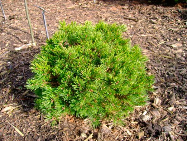 Pinus parviflora 'Kiomatsu' 20–30 cm - 713EPCPZ88L. AC SY550